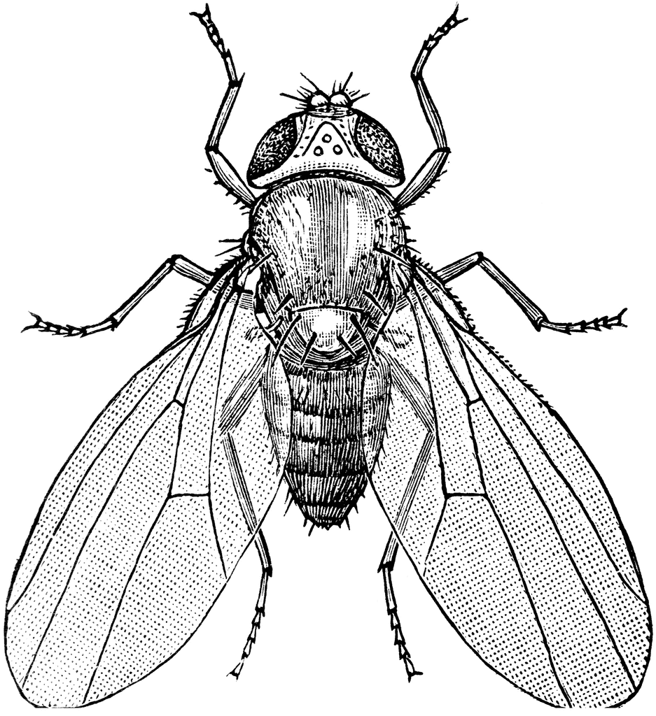 937x1024 Top 78 Fly Clip Art