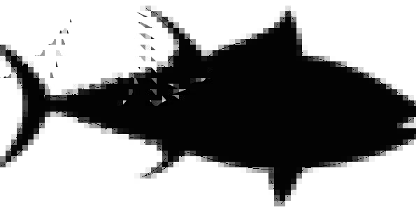 595x304 Tuna, Angle, Silhouette, Outline, Fish, Black, Dark, Wild, Symbol