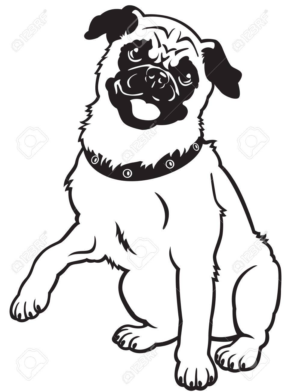 1004x1300 Pug,dog Breed,black And White Vector Picture Isolated On White