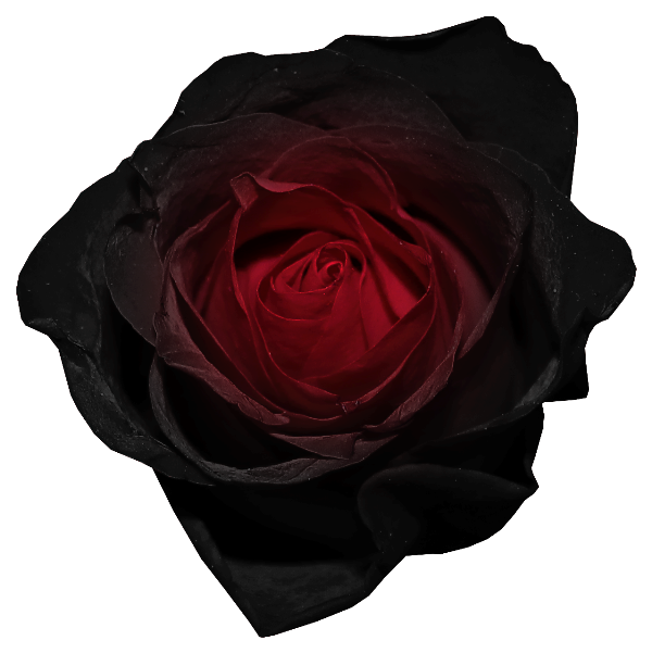 600x601 Top 85 Black Rose Clip Art