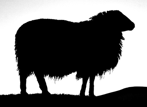 500x364 Sheep Clipart Silhouette