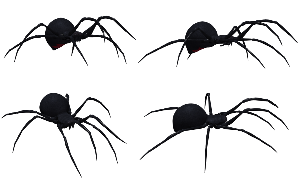 1024x645 Black Widow Spider Set 03 By Free Stock By Wayne