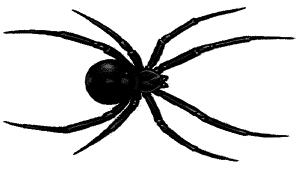 300x169 Spider Clip Art Download