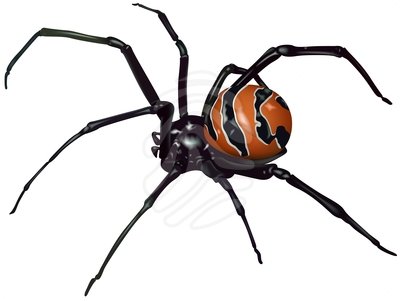 400x301 Black Widow Spider Art