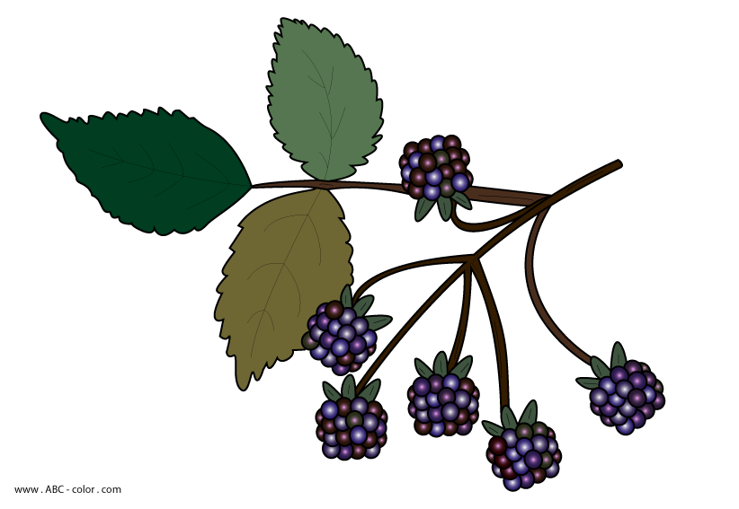 822x567 Blackberry Clipart More