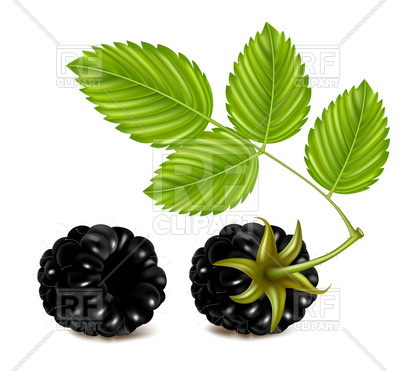 400x371 Blackberries (Dewberry) With Leaves Royalty Free Vector Clip Art