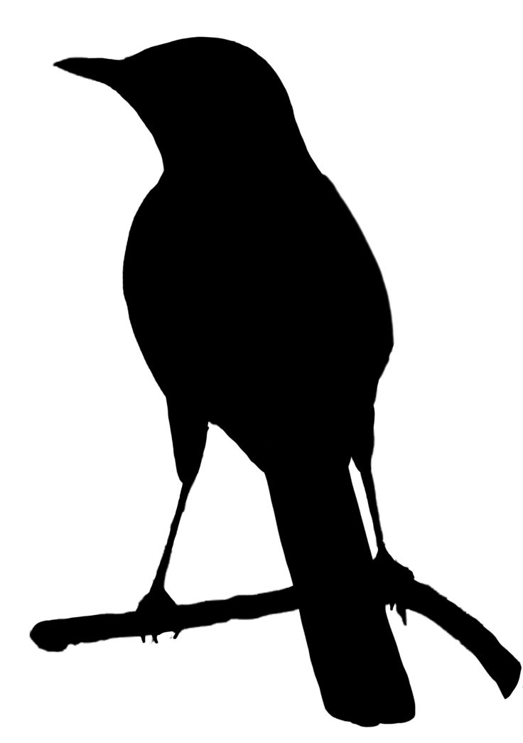 736x1045 The Best Hawk Silhouette Ideas Red Tail Hawk
