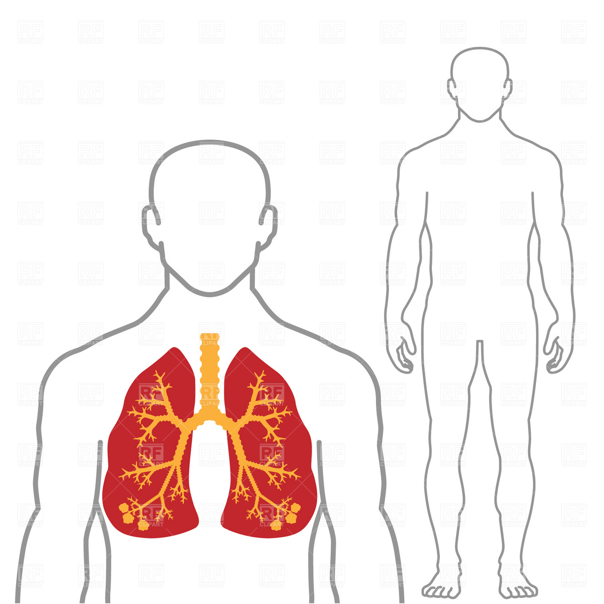 1200x1200 Human Body Vector Clipart