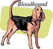 170x159 Clipart Of Bloodhound U10389653