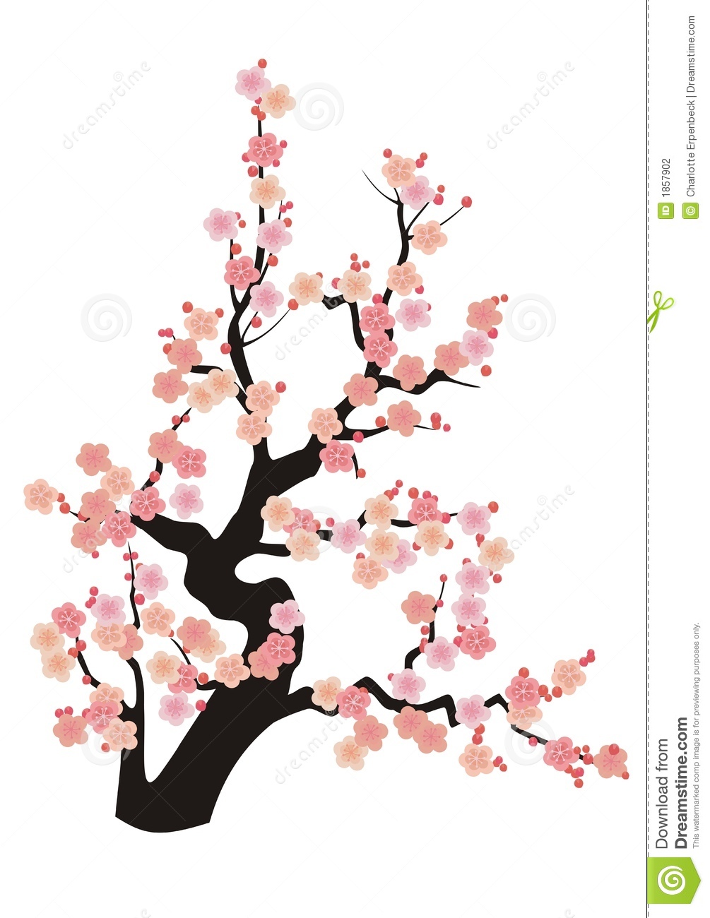 1005x1300 Japanese Flowering Cherry Clipart
