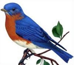 252x219 Free Bluebird Clipart