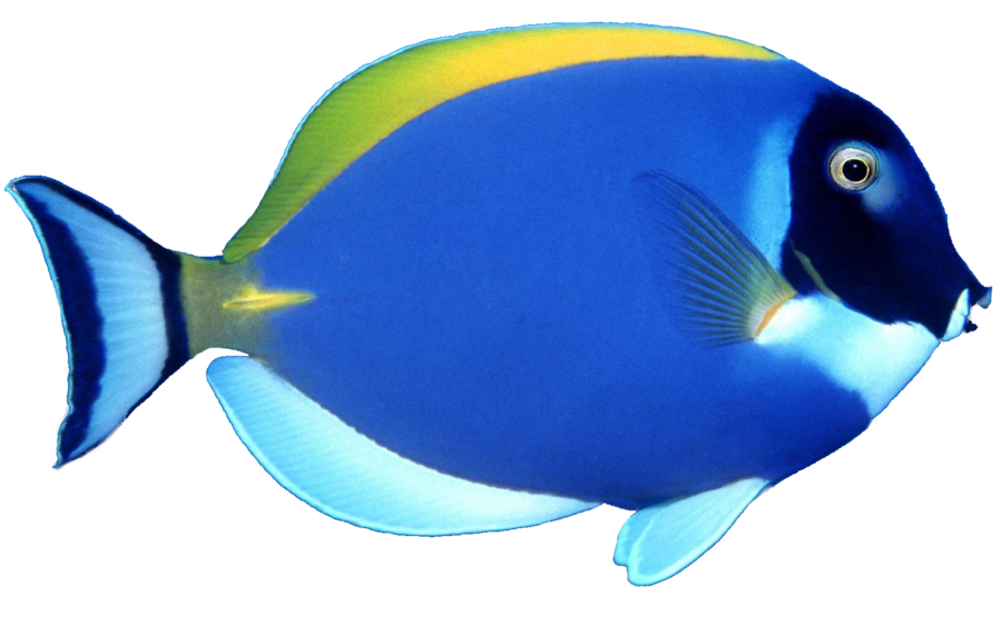 900x563 Blue Fish Png By Mysticmorning