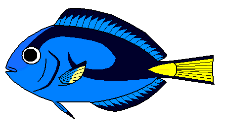 457x260 Blue Tang Fish By Glippondjella