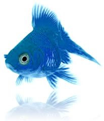 206x240 Best Blue Goldfish Ideas Sit On Top, Elf Ideas