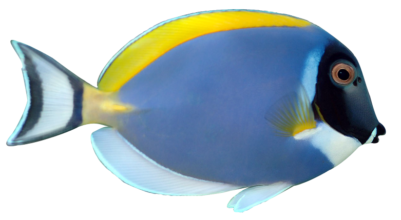 781x429 Masked Fish Downloads
