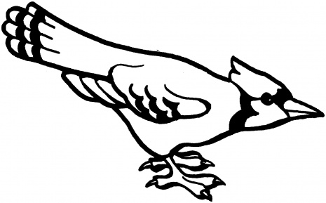 465x289 Blue Jay Clipart Black And White
