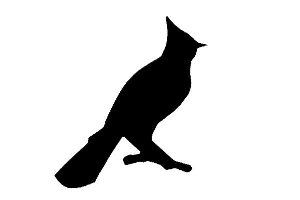 600x400 Blue Jay Silhouette