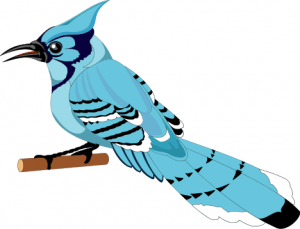 300x229 Blue Jay Clip Art Download