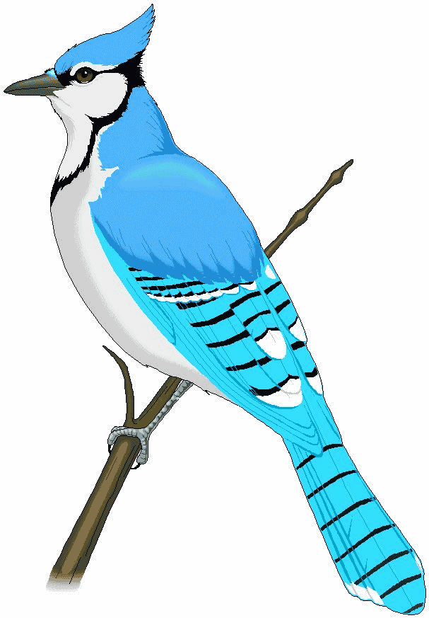 Blue Jay Bird Clip Art | Free download on ClipArtMag