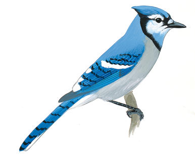 386x322 Blue Jay Clipart Sketch
