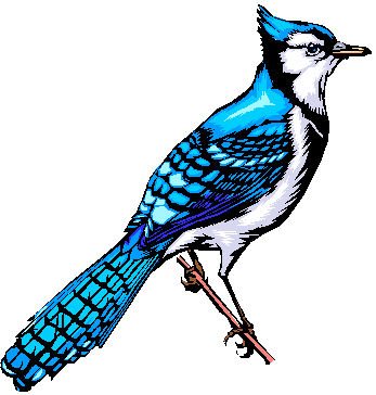 347x364 Blue Jay Clipart Animated