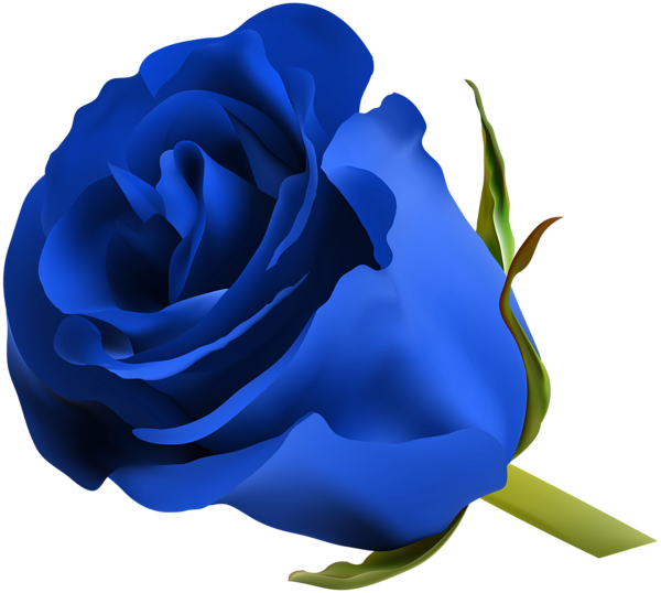 600x538 Blue Rose Png Clip Art Image Clipart Blue Roses