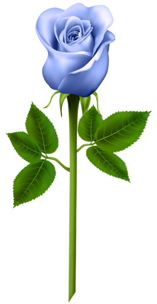 310x600 Blue Rose Transparent Png Image Flowers Blue Roses