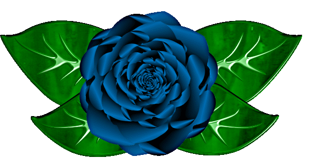 618x311 Blue Rose Clipart