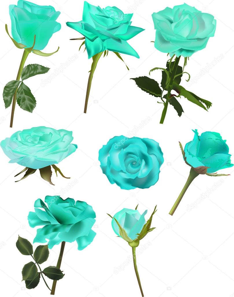 809x1024 Blue Rose Clipart Light Blue