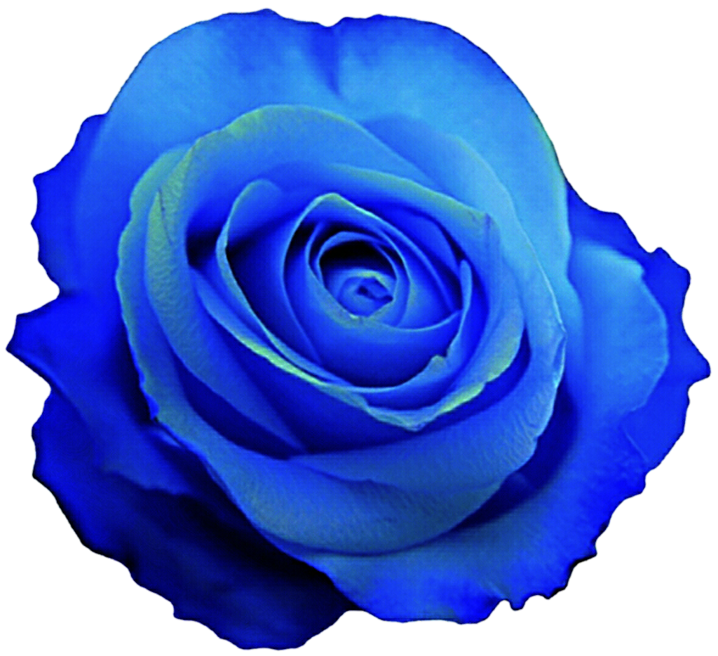 1024x936 Blue Clipart Rose