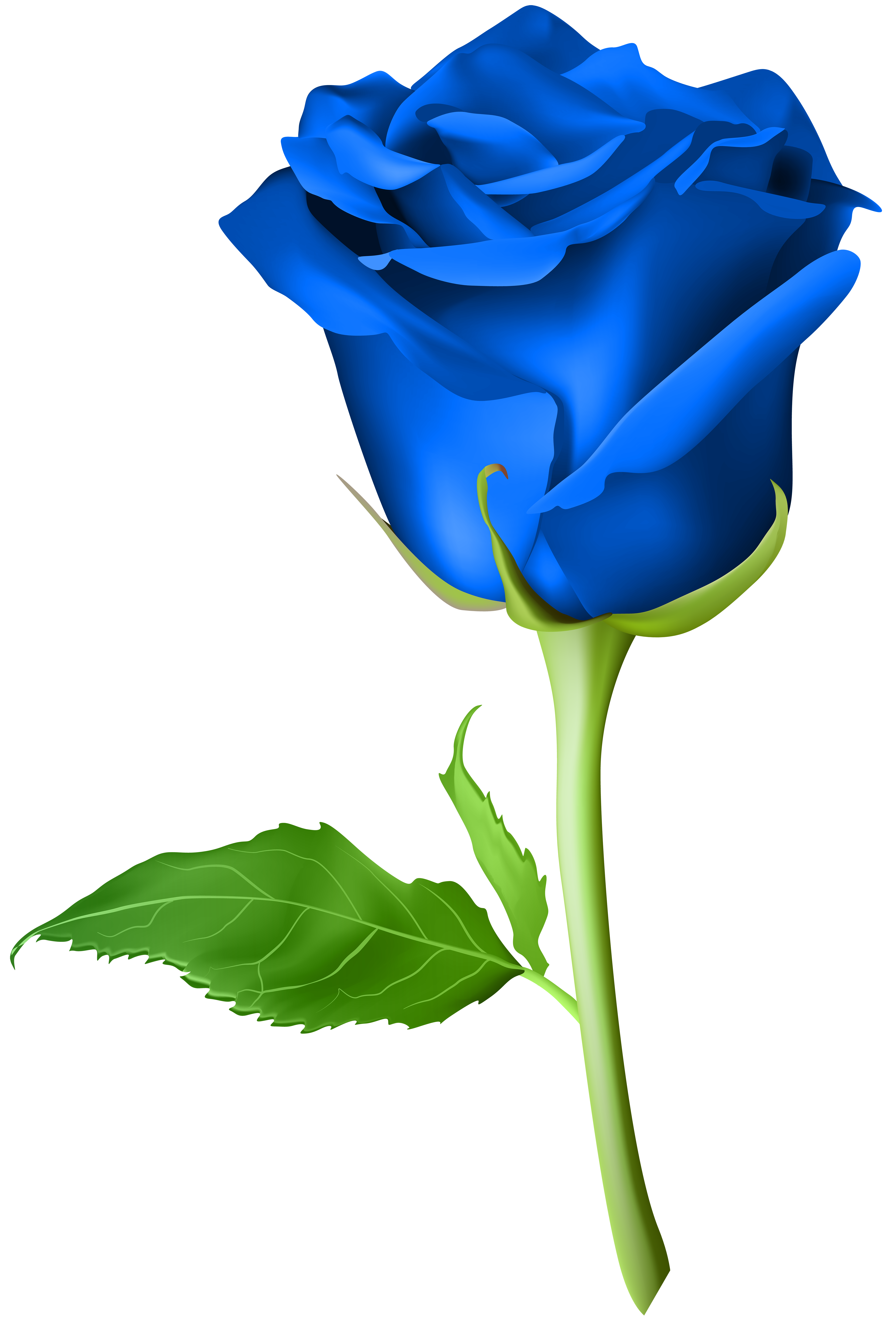 4744x7000 Rose Blue Transparent Png Clip Art Imageu200b Gallery Yopriceville