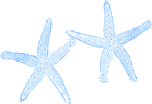 300x206 Starfish Png Images, Icon, Cliparts
