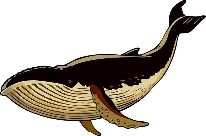 720x475 Baby Whale Clip Art Free Clipart Images 6