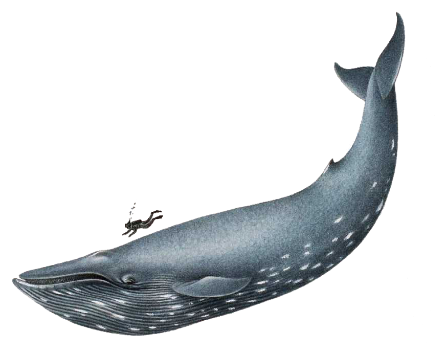 874x692 The Blue Whale Is The Largest Animal In The World So What. How