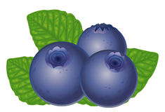 235x160 Blueberry Clipart Vector