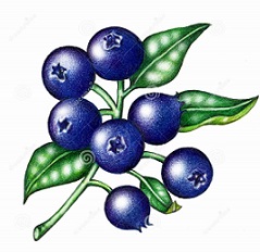 239x232 Free Blueberry Clipart
