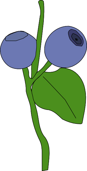 300x591 Blue Berry Clip Art