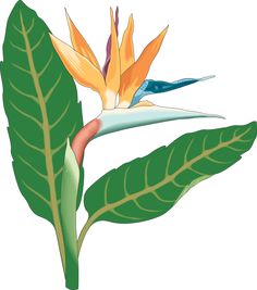 236x267 Graphic Design Herbs