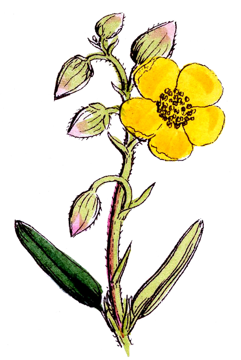 1004x1500 Wildflower Clipart Texas