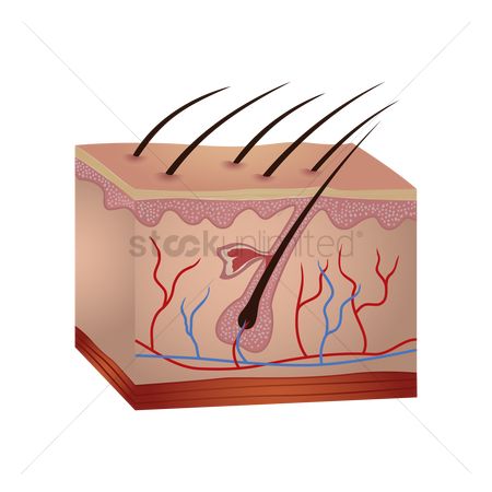 450x450 Free Body Fat Stock Vectors Stockunlimited