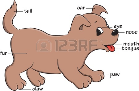 450x295 Cartoon Bird. Vocabulary Of Body Parts. Royalty Free Cliparts