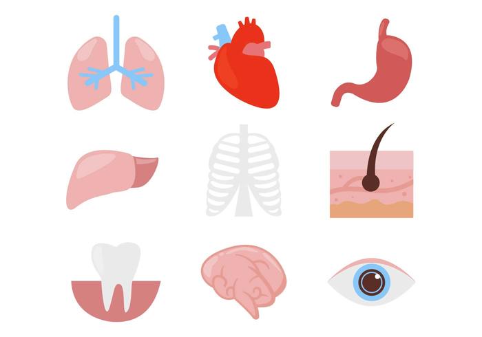 700x490 Free Human Organ Body Parts Icons Vector