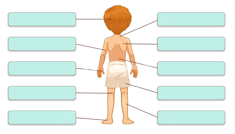 1000x572 Illustration Of Body Parts Labels (Back) Royalty Free Stock Image