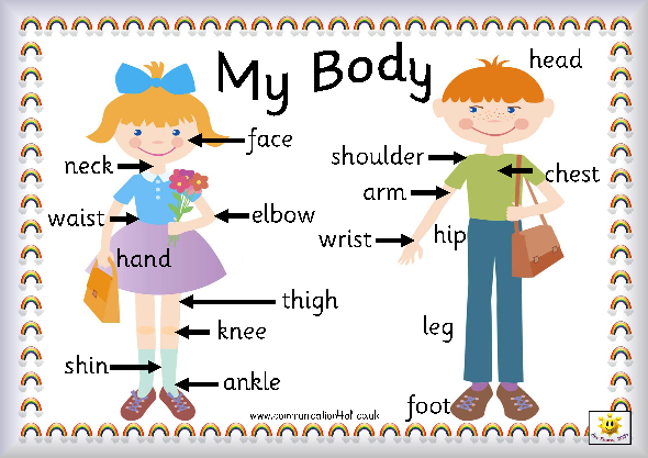 590x417 Parts Of The Body Explained For Children Body And Organs Ks1