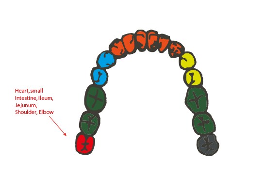 546x367 Are Teeth Related To Body Parts