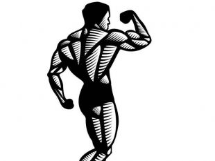 310x233 Bodybuilder Vector Clip Art Free Vectors Ui Download