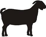 156x126 Boer Goat Clipart
