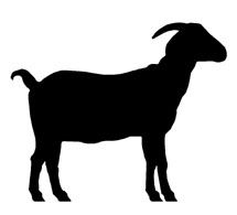 215x195 Goat Clipart Silhouette Nigerian Dwarf