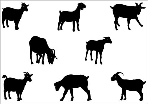 502x352 Best Boer Goat Clip Art