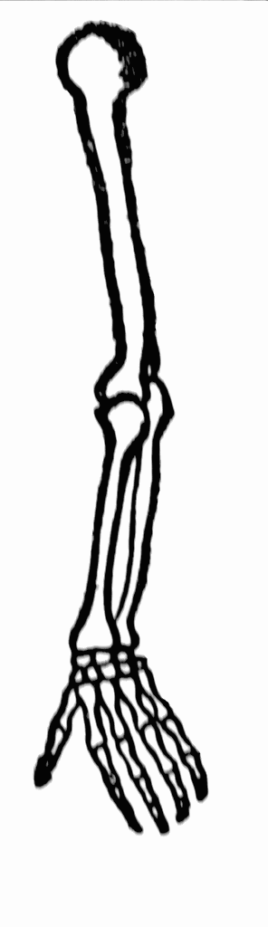 296x1024 Arm Bone Clipart